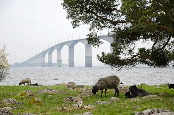 The Oland Bridge in Sweden  with grazing sheeps