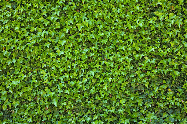 Ivy Covered Wall Close-up of a section of an ivy covered wall. ivy stock pictures, royalty-free photos & images