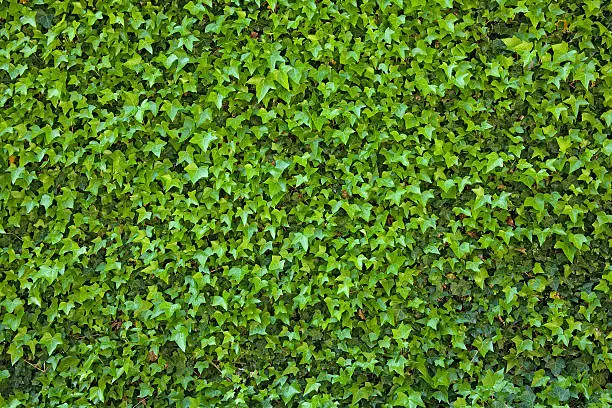 Close-up of a section of an ivy covered wall.