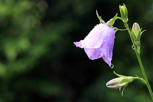 blue kampanula - campanula bluebell natures houseplant zdjęcia i obrazy z banku zdjęć