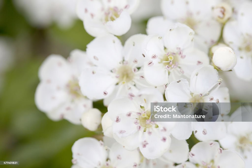 Blüten der Hawthorn (Crataegus monogyna) oder Blossom - Lizenzfrei Alternative Medizin Stock-Foto