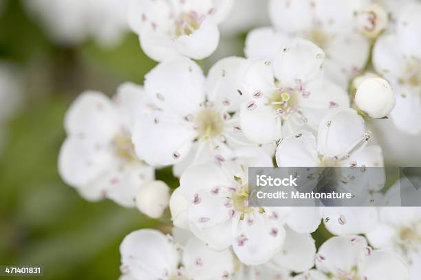 Blüten Der Hawthorn Oder Blossom Stockfoto und mehr Bilder von Alternative Medizin