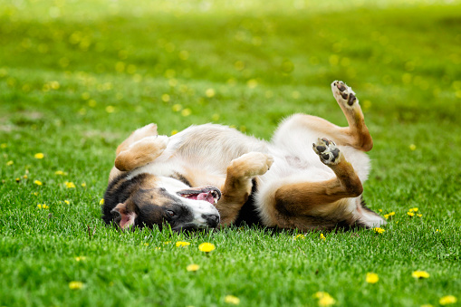Ecstatic dog rolling in Spring grass in pure bliss.