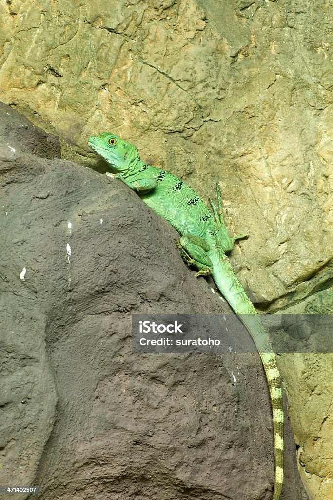 Green basilisk lizard - Lizenzfrei Bunt - Farbton Stock-Foto