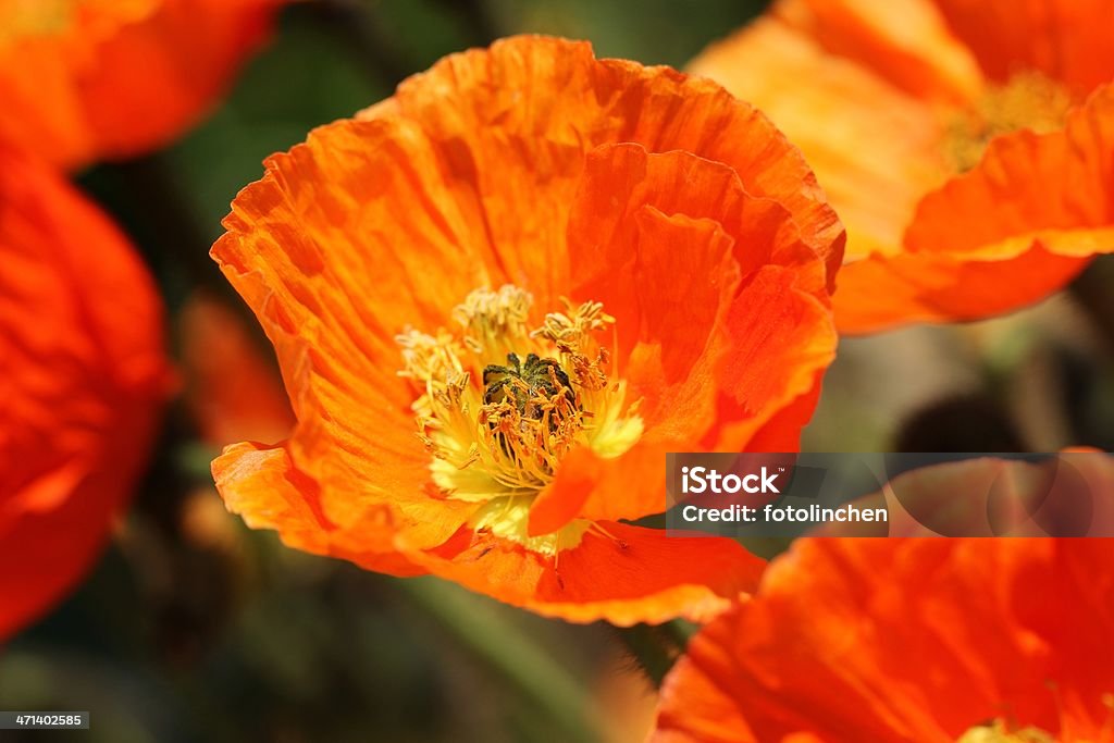 Orange Islandmohn - Lizenzfrei Baumblüte Stock-Foto