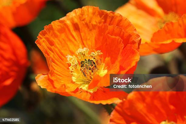 Orange Islandmohn Stockfoto und mehr Bilder von Baumblüte - Baumblüte, Blume, Blüte