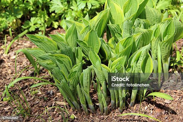 Funkie Stockfoto und mehr Bilder von Blatt - Pflanzenbestandteile - Blatt - Pflanzenbestandteile, Fotografie, Frühling