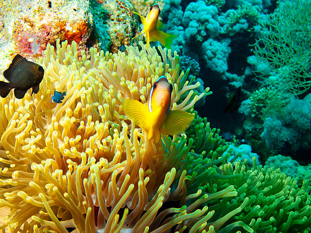 istock Sea life - coral reef 471402663