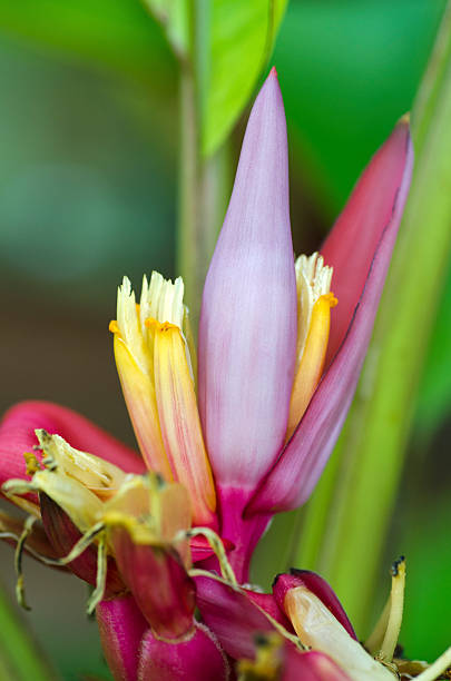 Pink banana flower, Musa dasycarpa (formerly Musa velutina). Pink, fuzzy fruit forming at base of image. Grown as an ornamental although the fruit is edible if you remove the seeds.
