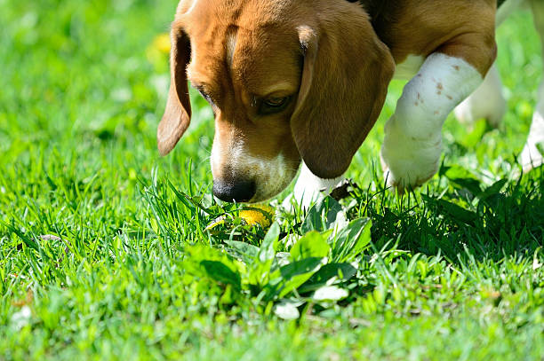 Close up of dog on green grass