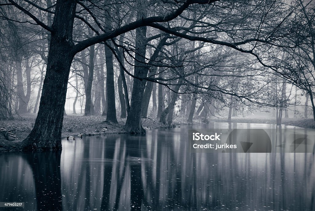 Autumn landscape Lake in a park. Long exposure.  Animal Stock Photo