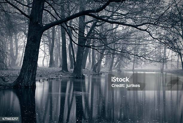 Autumn Landscape Stock Photo - Download Image Now - Animal, Autumn, Contrasts