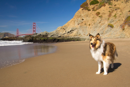 Dog on a beach with the Golden Gate Bridge in the background