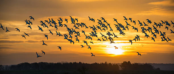 stormo di avocets in volo - animal beak bird wading foto e immagini stock