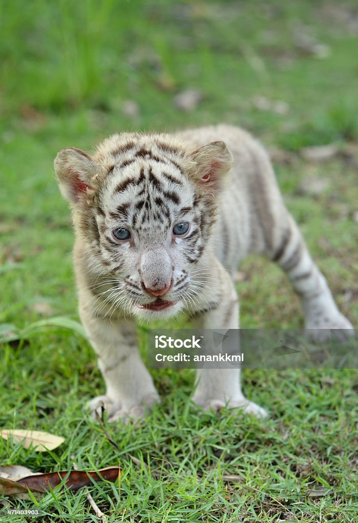 Bebé blanco tigre de bengala - Foto de stock de Cachorro - Animal salvaje libre de derechos