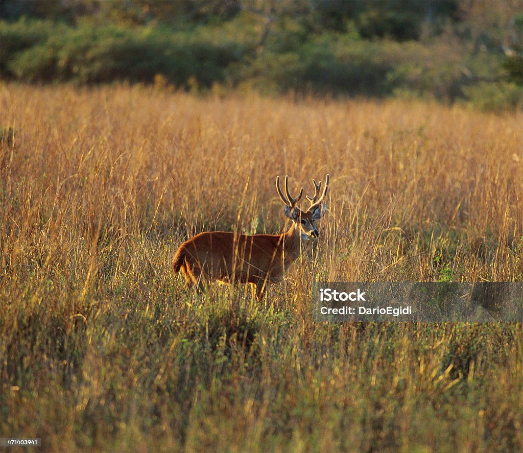 Animali Antilope di savannah - Foto stock royalty-free di Africa