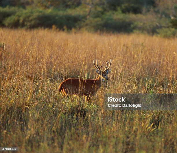 Animali Antilope Di Savannah - Fotografie stock e altre immagini di Africa - Africa, Animale, Animale selvatico