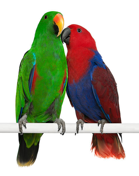 Male and Female Eclectus Parrots