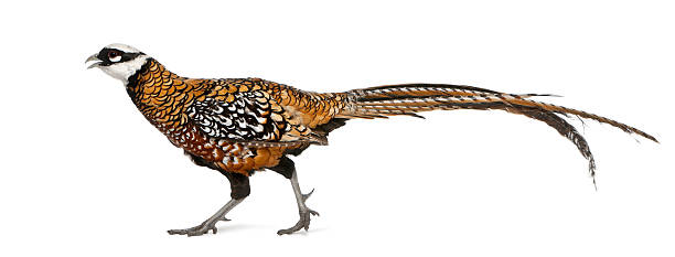 istock Male Reeves\\'s Pheasant, Syrmaticus reevesii 471404215