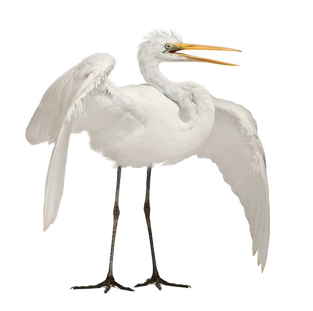 istock Great Egret, Ardea alba, standing in front of white background 471404219