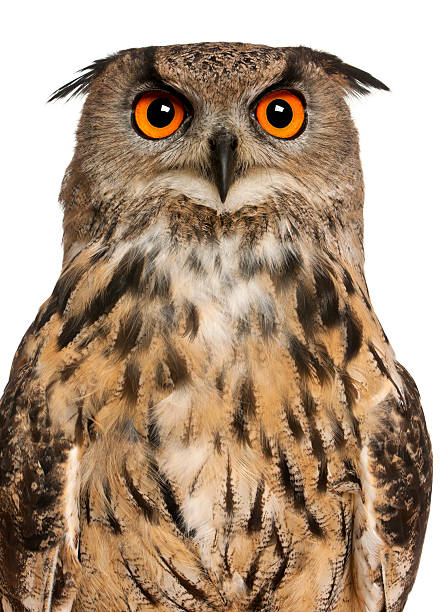 istock Portrait of Eurasian Eagle-Owl 471404231