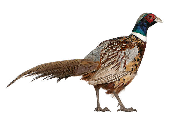 istock Male American Common Pheasant, Phasianus colchicus 471404235