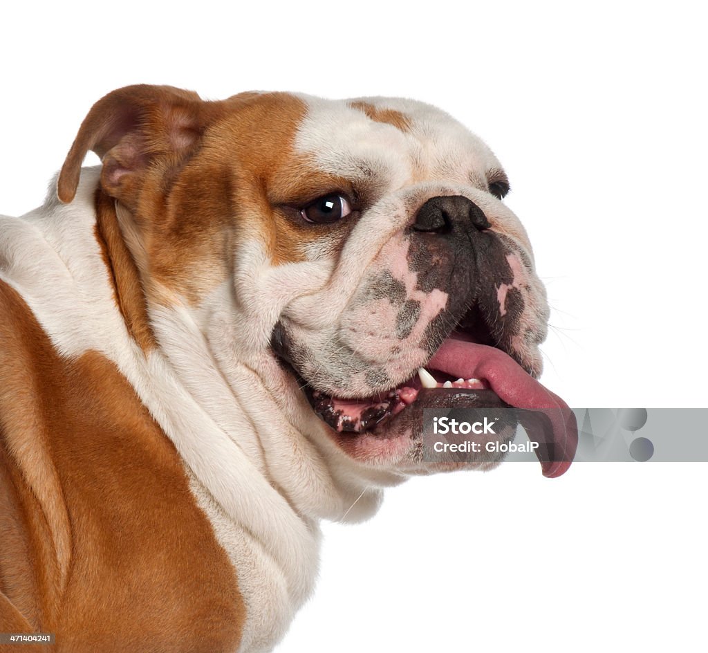 Ritratto di Bulldog inglese, 20 mesi - Foto stock royalty-free di Cane