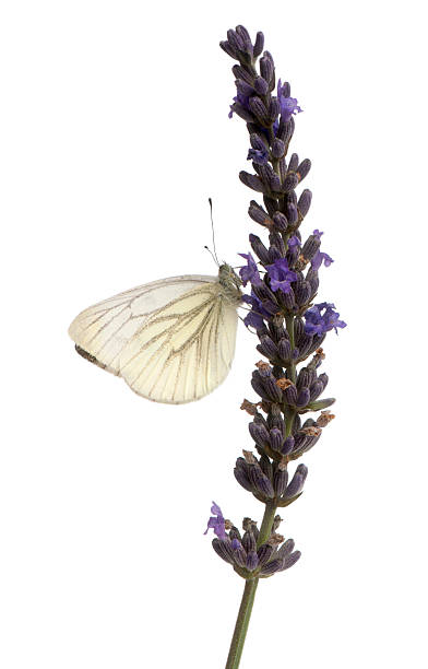 verde venati bianco, pieris napi, viola - black veined white butterfly foto e immagini stock