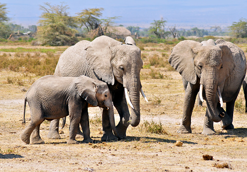 Elephants  in a structured social order