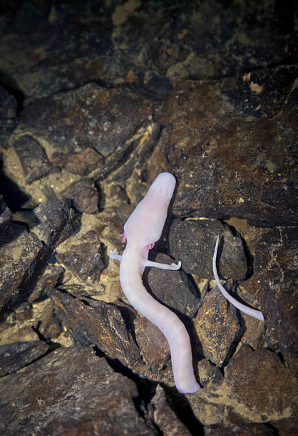 Proteus anguinus Proteus anguinus anguinus, the olm also called "human fish" captured in it's natural habitat in Planinska jama underground water cave, Slovenia proteus anguinus stock pictures, royalty-free photos & images