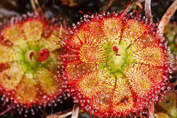 Drosera tokaiensis Carnivorous Plant That Eating Insect