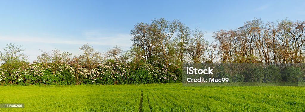 Frühling-Panorama - Lizenzfrei Agrarbetrieb Stock-Foto