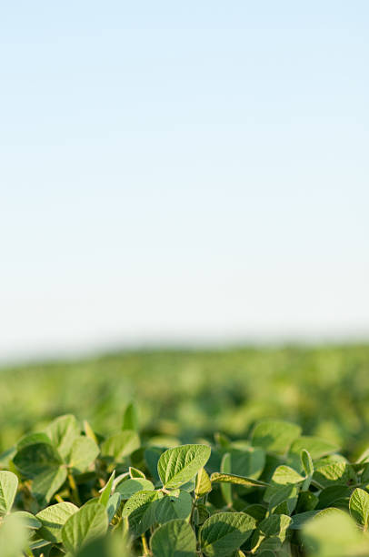 istock Color Image of Farm Crop, With Copy Space 471405353
