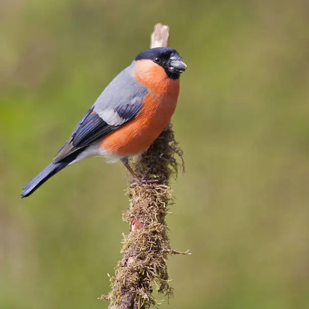 A stunning male Bullfinch, 