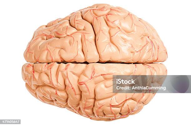 Modell Des Menschlichen Gehirn Die Blutgefäße Und Gewebe Stockfoto und mehr Bilder von Anatomie