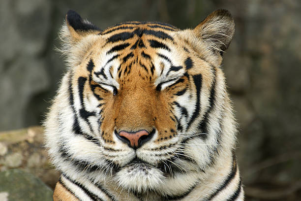 istock Bengal tiger close the eye 471406219