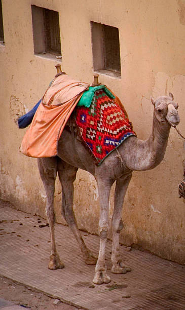 istock Camel on the street 471406583