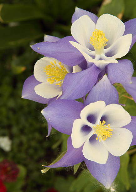 istock Columbine, Colorado 471406891