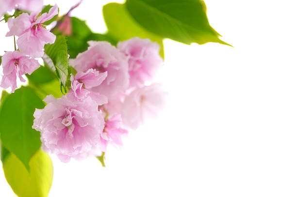 Cherry tree flowers closeup on white background in shallow DOF. stock photo