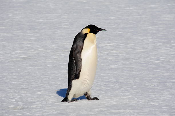 Adult Emperor Penguin An adult emperor penguin walks across sea ice, Antarctica emperor penguin walking stock pictures, royalty-free photos & images