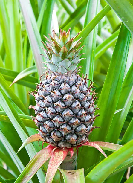 young pineapple in the field from eastern of Thailand