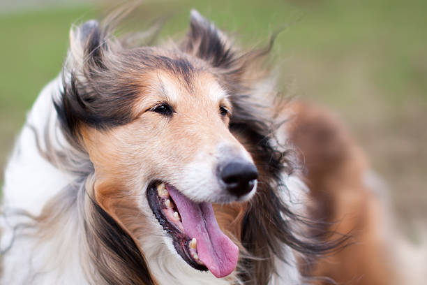 Happy rough collie close up dog portrait. With open mouth and beautiful eyes. Shot in windy weather. Shallow focus on eyes and nice creamy bokeh