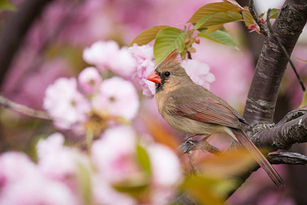 The northern cardinal (Cardinalis cardinalis). Duel of two males in the spring