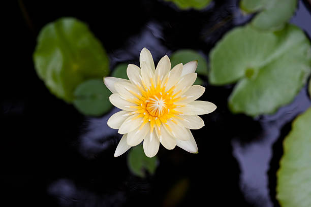 bellissima acqua gialla lilly in stagno (shallow dof) - pond blossom industry agriculture foto e immagini stock