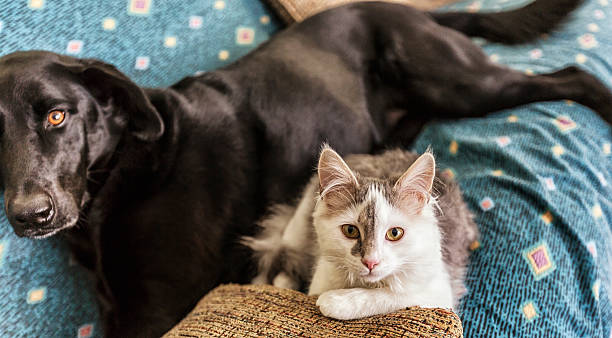 istock Kitten and Dog Lying on Couch 471407726