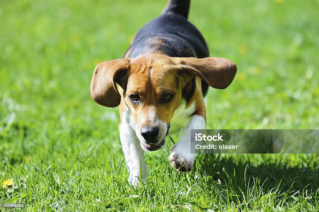 Chien Beagle course sur de l'herbe - Photo de Activité libre de droits