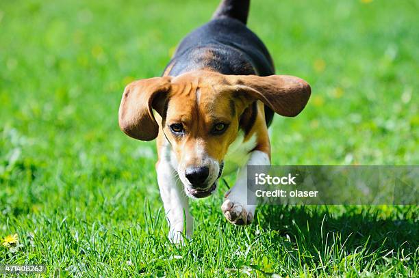 Photo libre de droit de Chien Beagle Course Sur De Lherbe banque d'images et plus d'images libres de droit de Activité - Activité, Amitié, Animaux de compagnie