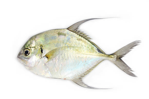 Longfin trevally stock photo