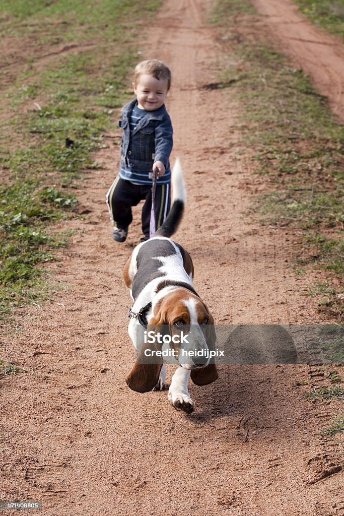 Camminare il cane - Foto stock royalty-free di Basset Hound