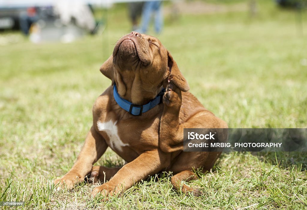 Dogue de Bordeaux Welpen, Flöhe attack - Lizenzfrei Hund Stock-Foto